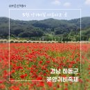 하동레일파크 | [내돈내산 하동여행] 하동 북천 꽃양귀비축제::하동가볼만한곳::별천지하동꽃천지북천
