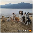 굿데이독 케어센터 이미지