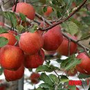 24호선 국도변 이미지