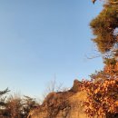 비봉진돗개 이미지