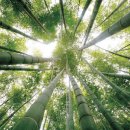 대나무PC 이미지