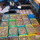 동해-단속-12 이미지