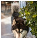 국수세탁소 이미지