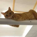 목욕하는고양이 이미지