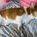 몽글몽글 펫 이미지