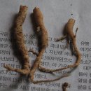 일석사조^^ 봉황형제묘 외과수술 단행!!! 이미지