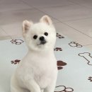 고양시 애견미용 도그이살롱스트레스 최소화 미용실