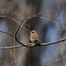 노고지리 이미지