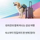 투투 동물병원 | 반려동물과 떠나는 여행, 지금 가장 핫한 숙소와 맛집 총정리