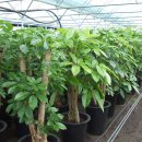 영신농원 이미지