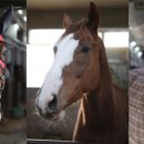 (주)에미넌트 | 후기 및 03월 14일(금) 선행 및 배당마 살펴보기