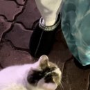 5955 | 미국 어그 타스만 | UGG 슬리퍼 착화감 가격 블랙 US 6W 사이즈 후기 (5955-BLK)