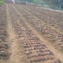 김종군농장 이미지