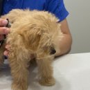 마음을 읽어주는 마음동물병원 이미지