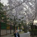 수원시 팔달산 벚꽃 놀이 이미지