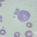 대소동물병원 이미지