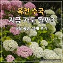 옥천 수국 6월 개화현황 후기｜장계관광지 지금 가도 될까?