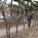 안산시 일동 산업도로 아래 굴다리 옆 무궁화길(8. 17) 이미지