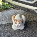 NR-3[평화로]-하-74 | 제주여행2