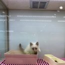 요미독 강아지분양 요미캣 고양이분양 목동점 네이버블로그