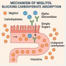 미그린약국 | 미그리톨 다이어트 효과 후기 당뇨약으로 살빼기 가능할까 약사가 알려드리는 진실