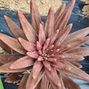 외송농장 이미지