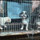 강아지탐험대동물미용업 | 애견미용학원 실습견의 진실 ,불법 번식장의 실체 - 실화탐사대 331회