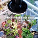 팜텍 | 히포팜텍 AUQ30B 식물생장등 후기｜베란다·거실 빛 부족 식물LED조명 식물성장