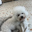 댕데이 이미지