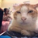 약사세요 약국 | 🇹🇼뇨미미 타이베이(2일차~)🇹🇼