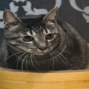 동물보육원 이미지