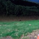 중랑천변4(녹천교) | 달리기 중 너구리와 마주치다? 중랑천 월릉교–녹천교 7km 러닝