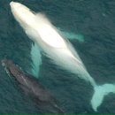 고래반점 이미지