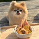 빵먹는 강아지 | 김포 애견 수제간식 강아지 케이크 추천 왈왈키친 강아지수제간식 후기