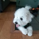 버블독스송파