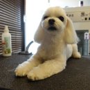 보우동물병원 이미지