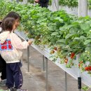 어깨동무작은도서관 | 남과 북을 오가며 자란 마음, 통일딸기 — 2026 온 마을 봄나들이 후기