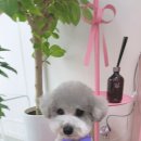 바비몽샵 이미지