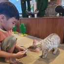 냥꿀냥꿀 이미지