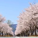 황매산 벚꽃길 이미지