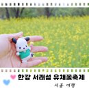 세븐일레븐 서초희망점 | 한강 서래섬 유채꽃축제 기본정보 반포한강공원 주차프로그램,공연,포토존추천,반려견동반 5월가볼만한...