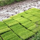 흥농종묘농약사 이미지