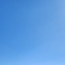 먼나머루휴양펜션 | 모르면 손해 보는 제주도 메밀꽃 메밀밭 상태