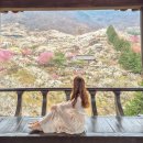 청룡마을1길 12 | 2026 광양 매화마을 축제, 실시간 개화 및 주차장 전쟁 피한 후기