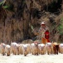 화산양돈 이미지