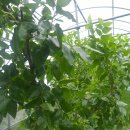 대추농장 이미지