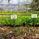 산마늘밥 이미지