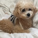 강아지 우울증 완화하기 좋은 생활 습관