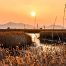 순천만 그리고 나 이미지