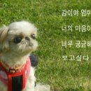 하이디 이미지